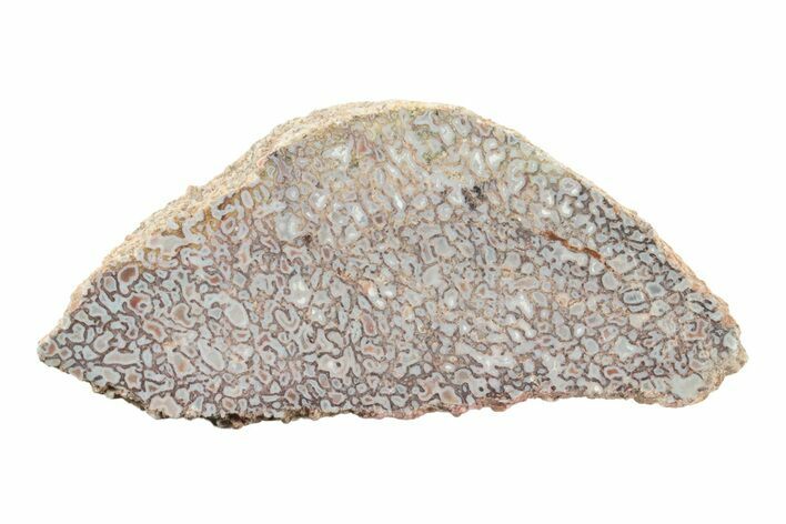 Polished Dinosaur Bone (Gembone) Section - Utah #240569